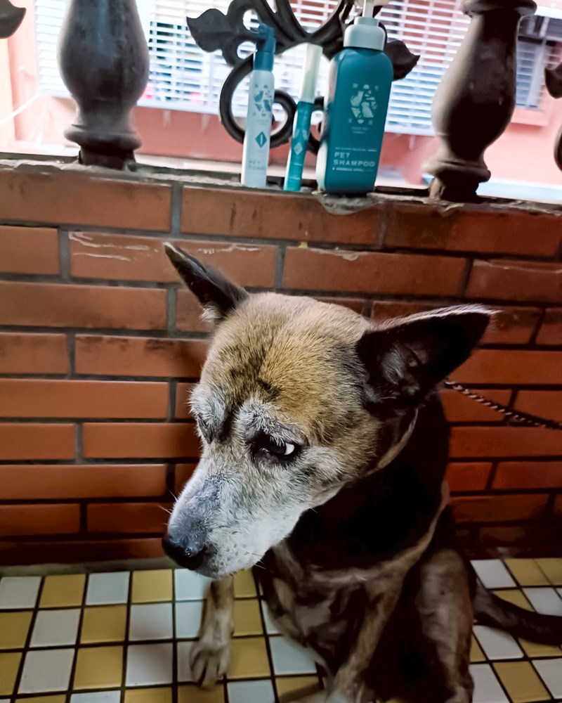 女人知己試用大隊,口碑行銷,部落客行銷,Goodmofamily歸毛家族 寵物肌膚救星組,歸毛家族 寵物肌膚救星,舒敏保濕洗毛乳,護膚噴液,精萃營養霜,博士30年生技專業,給足皮膚營養保護力,無抗生素 無類固醇,神經醯胺,19種綜合胺基酸,榮獲SNQ國家認證,上萬毛爸媽見證,3週幫助皮膚健康,NO.1寵物肌膚口碑霸主,寵物第一護膚領導品牌